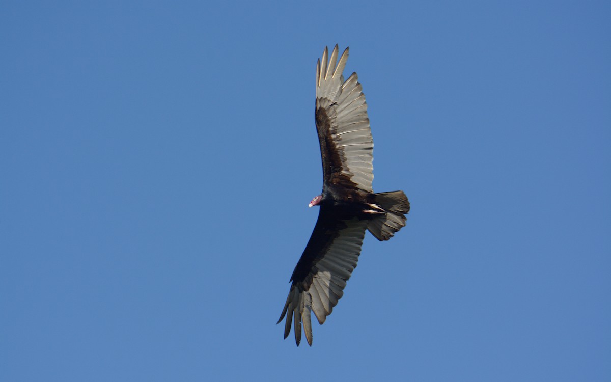 Turkey Vulture - ML616274192