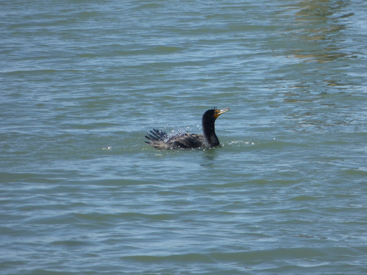 Double-crested Cormorant - Frank Schroyer