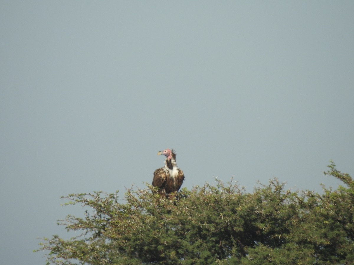 Lappet-faced Vulture - ML616274259