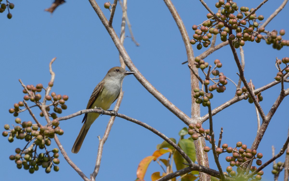 Brown-crested Flycatcher (Cooper's) - Luis Trinchan