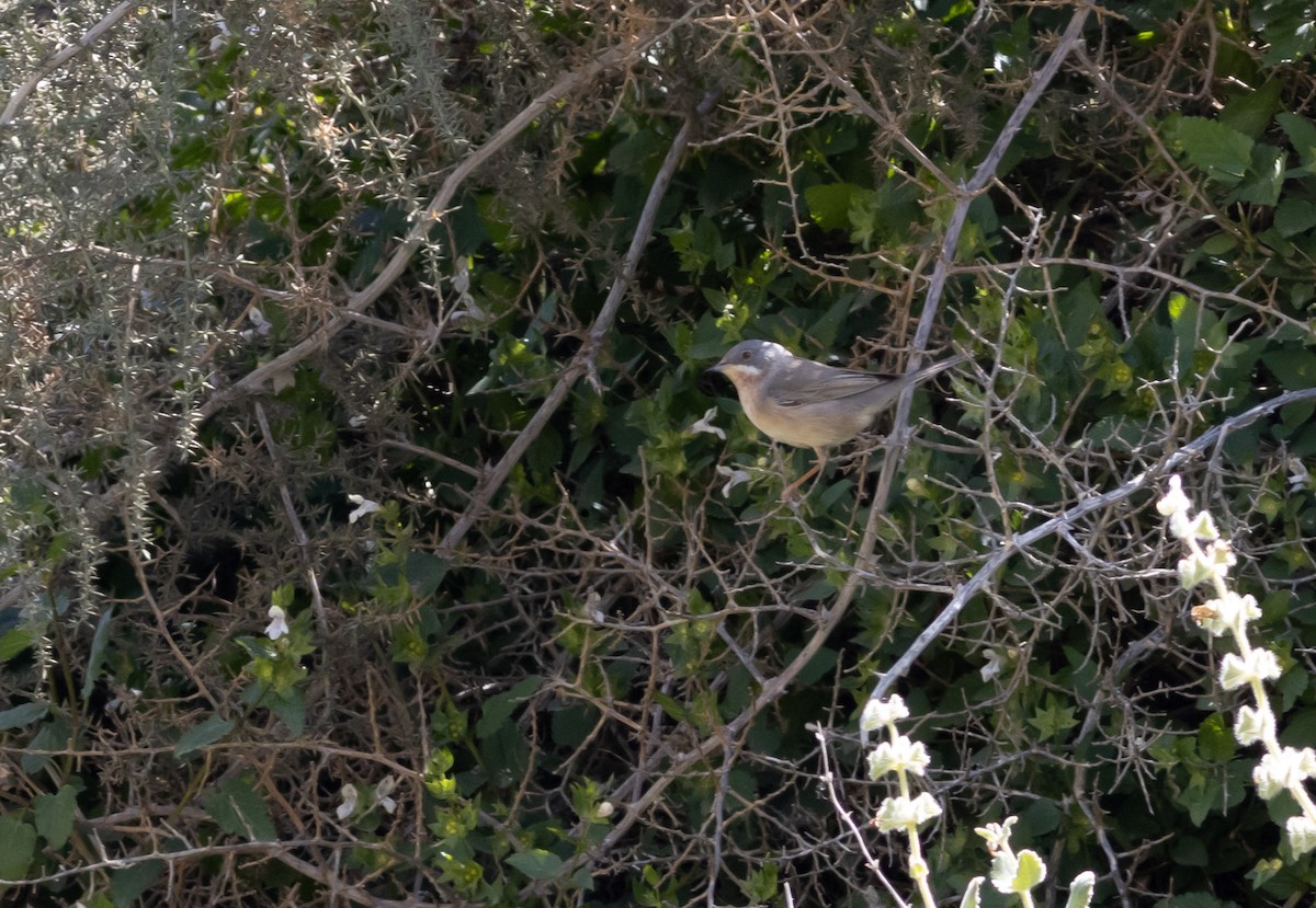 Txinbo papargorrizta mediterraneoa - ML616274283