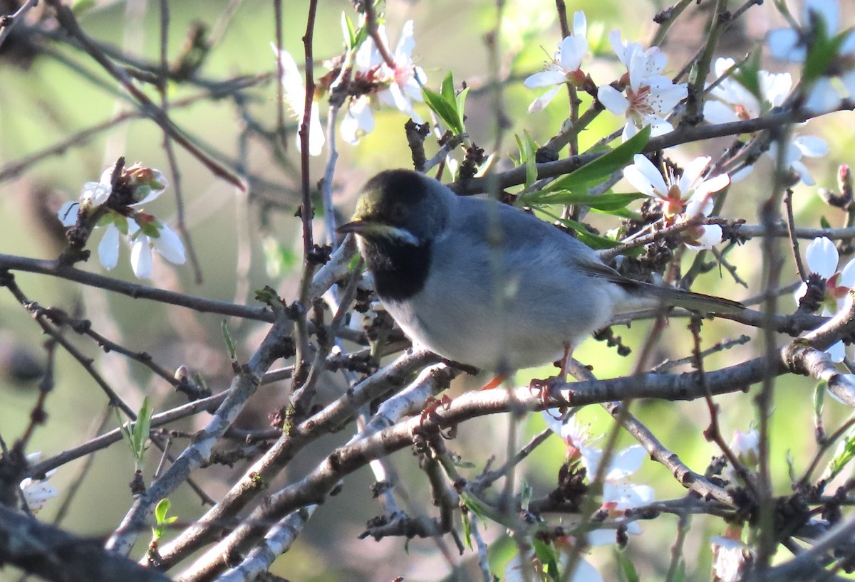 Rüppell's Warbler - ML616274285