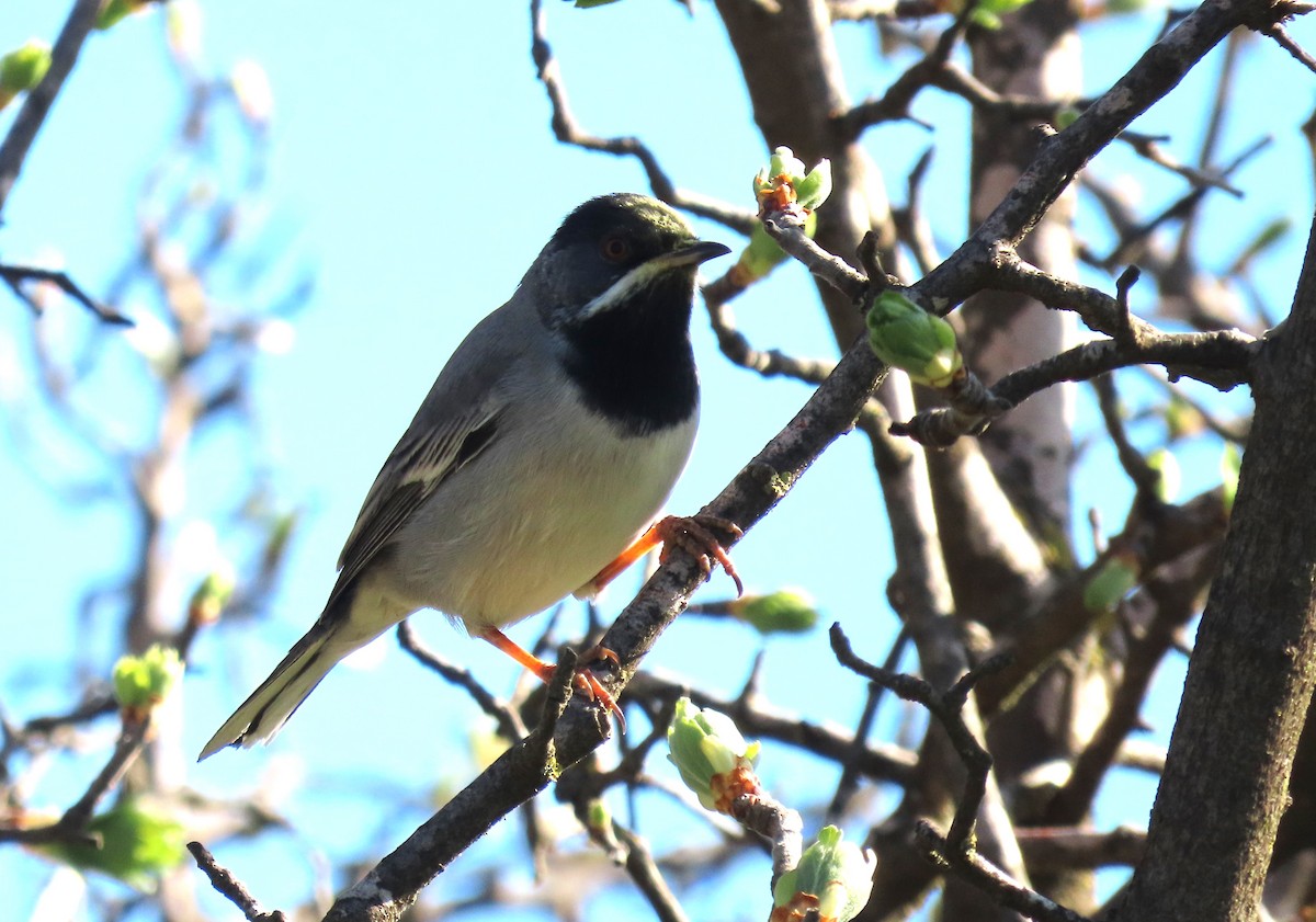 Rüppell's Warbler - ML616274287