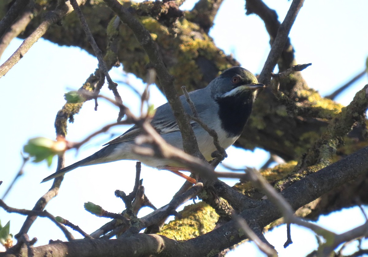 Rüppell's Warbler - ML616274288