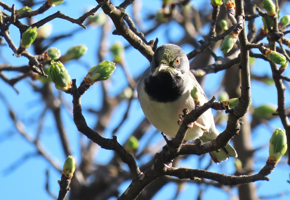 Rüppell's Warbler - ML616274289