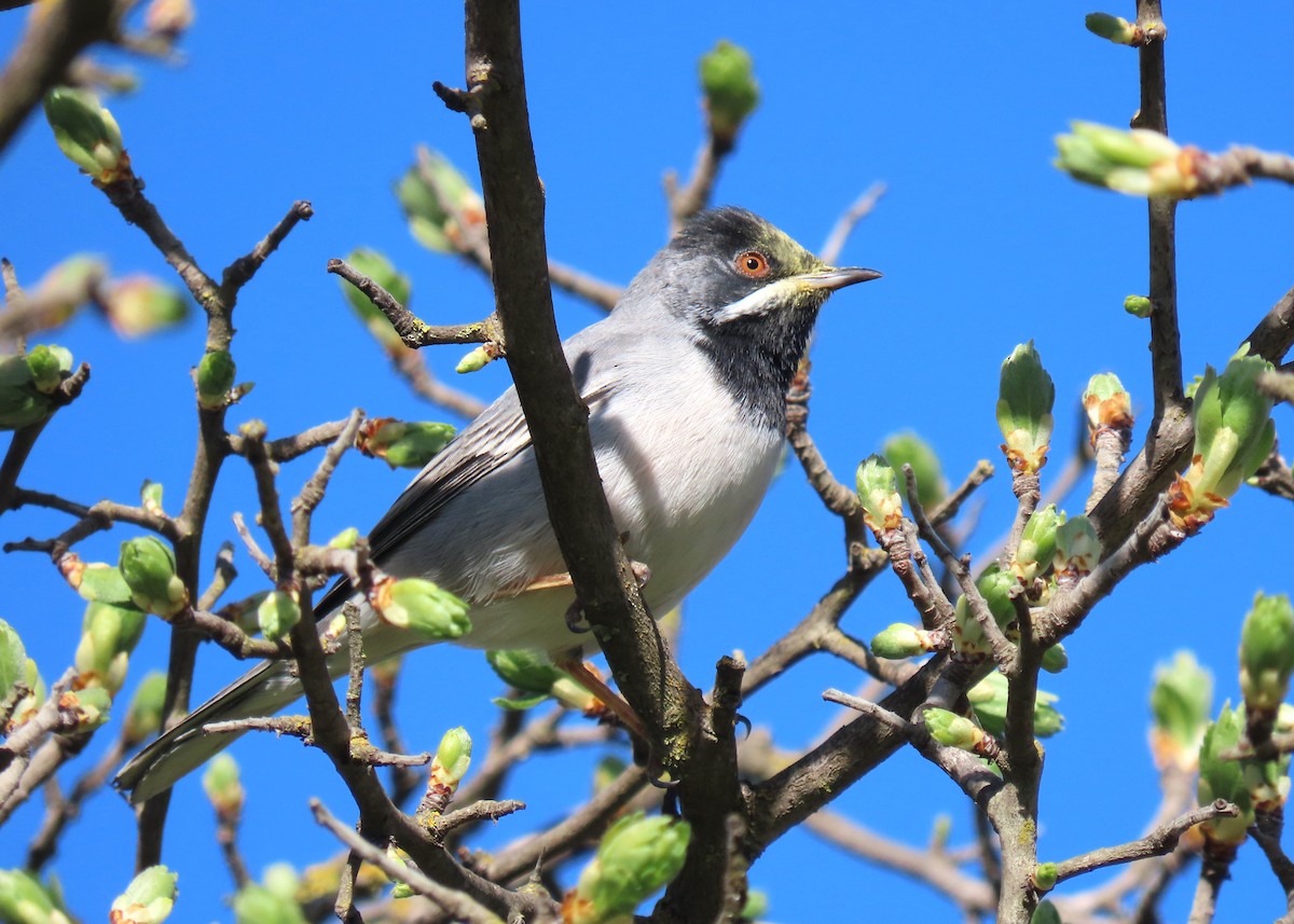 Rüppell's Warbler - ML616274291