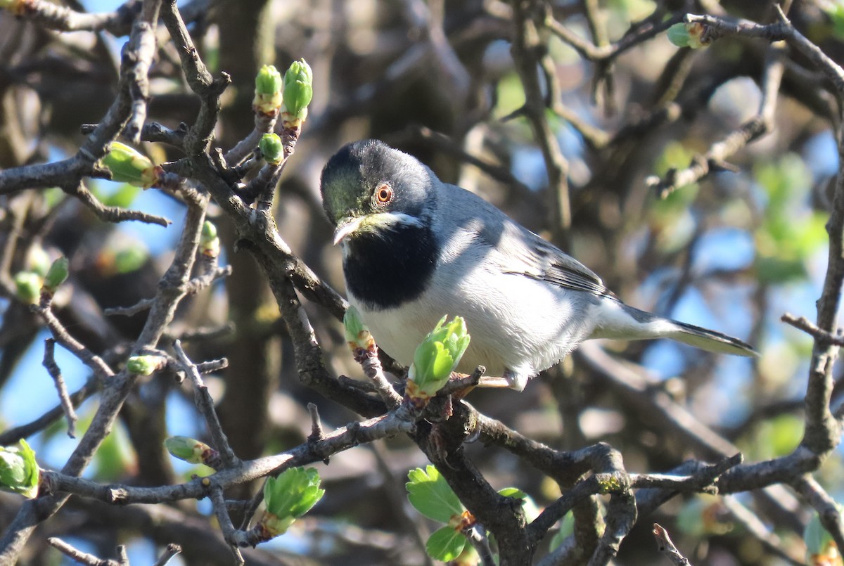 Rüppell's Warbler - ML616274292