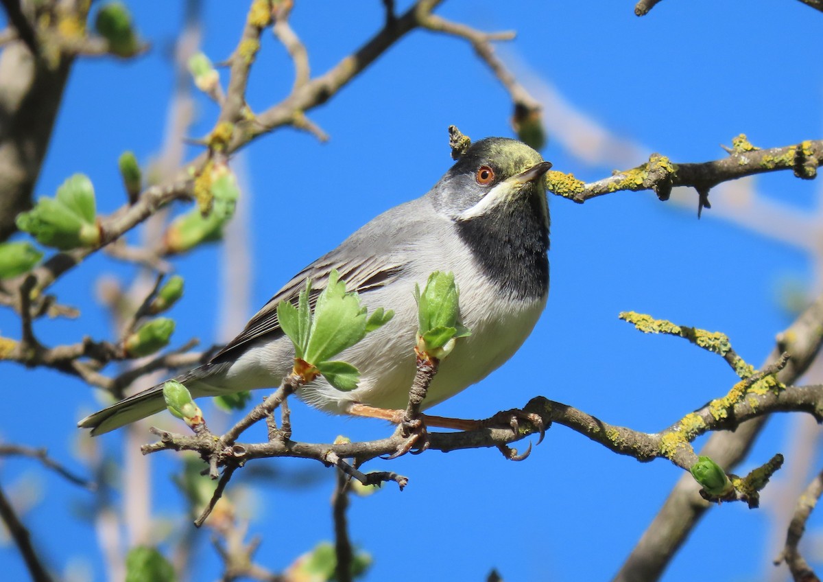 Rüppell's Warbler - ML616274293