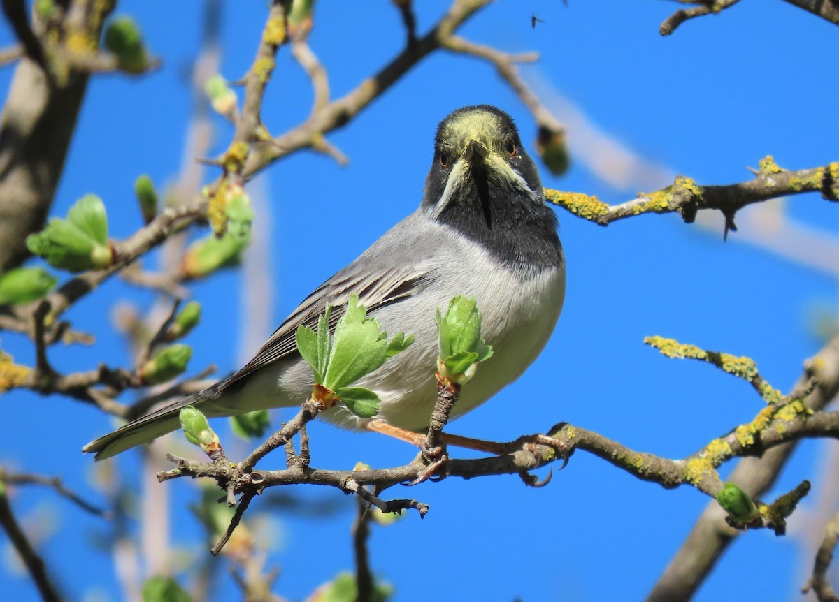 Rüppell's Warbler - ML616274294