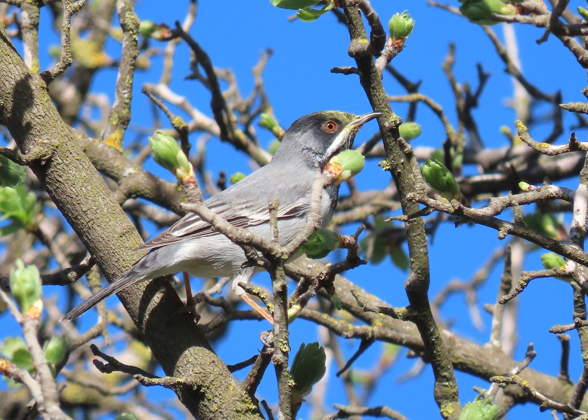 Rüppell's Warbler - ML616274295