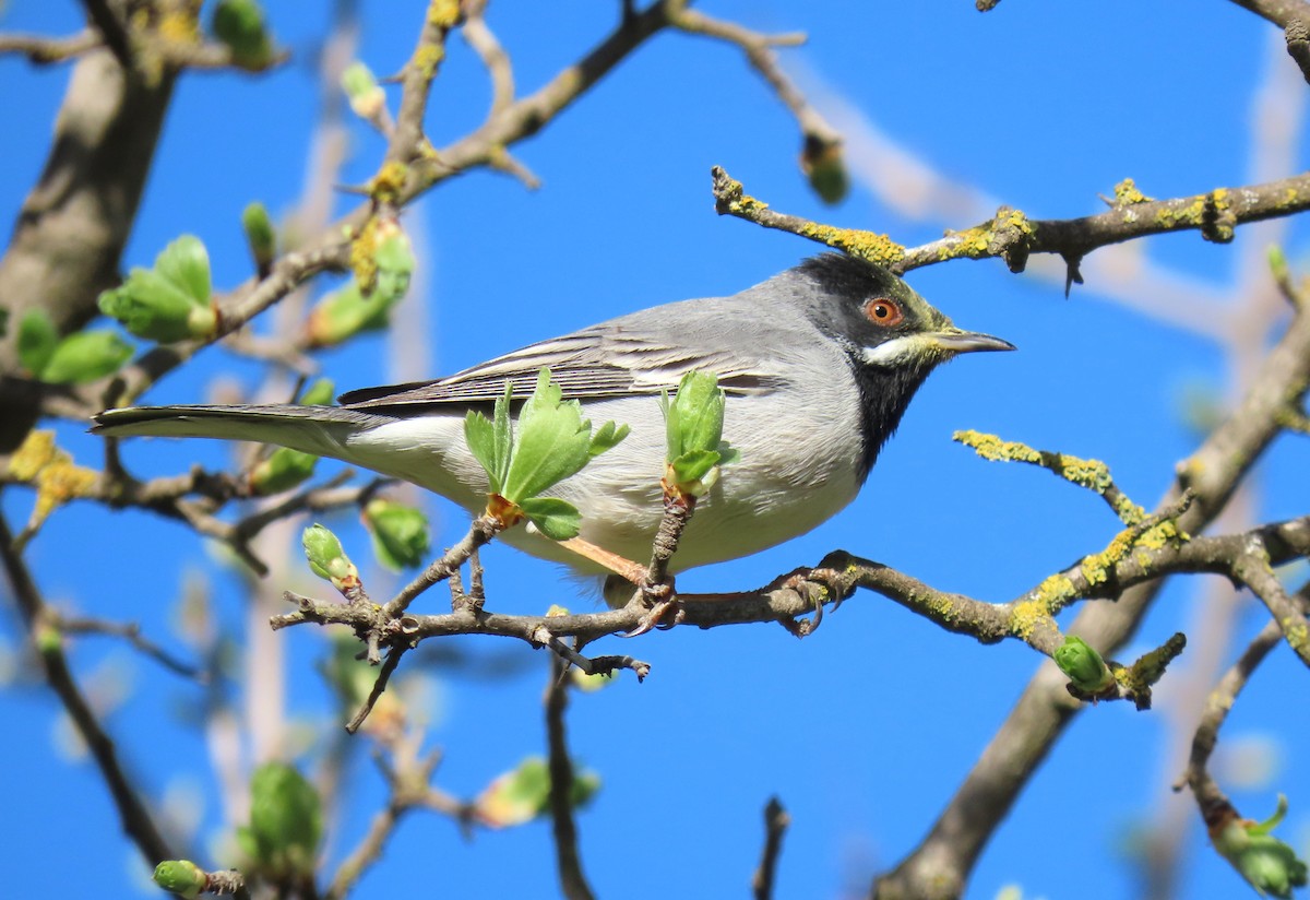 Rüppell's Warbler - ML616274296