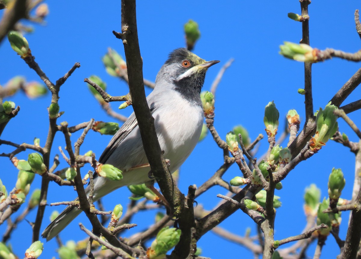 Rüppell's Warbler - ML616274297