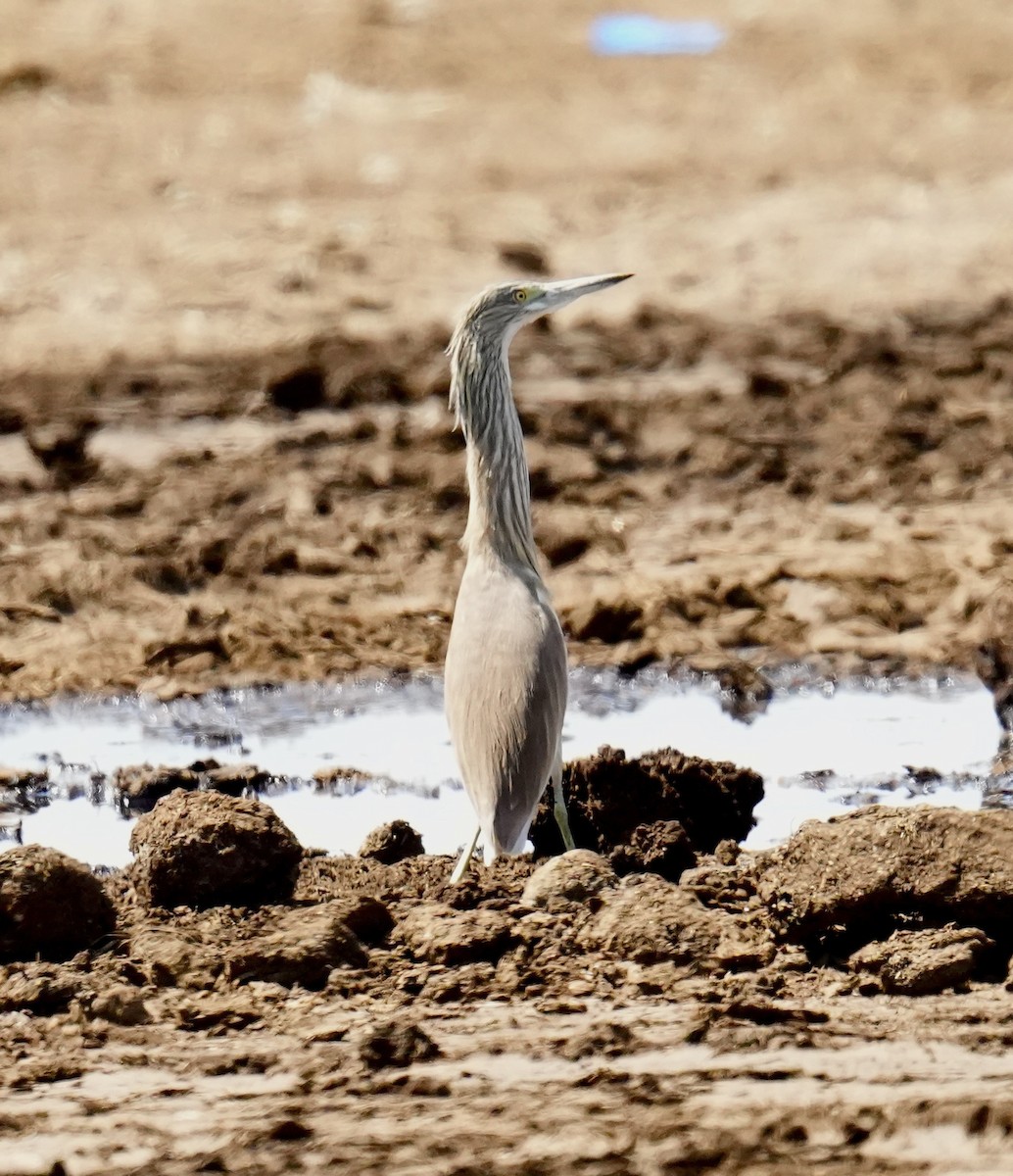 Squacco Heron - ML616274319