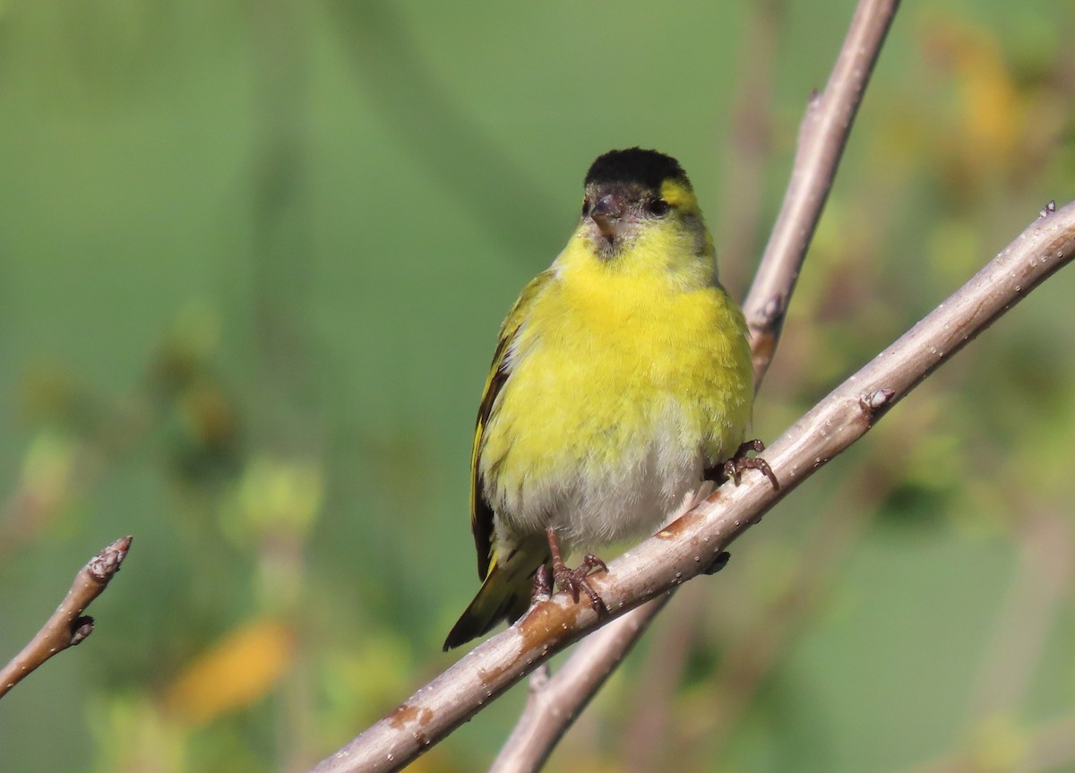 Eurasian Siskin - ML616274328