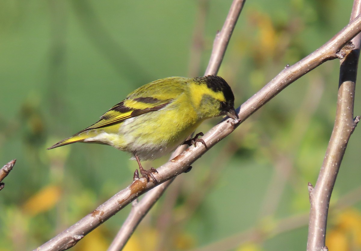 Eurasian Siskin - ML616274329