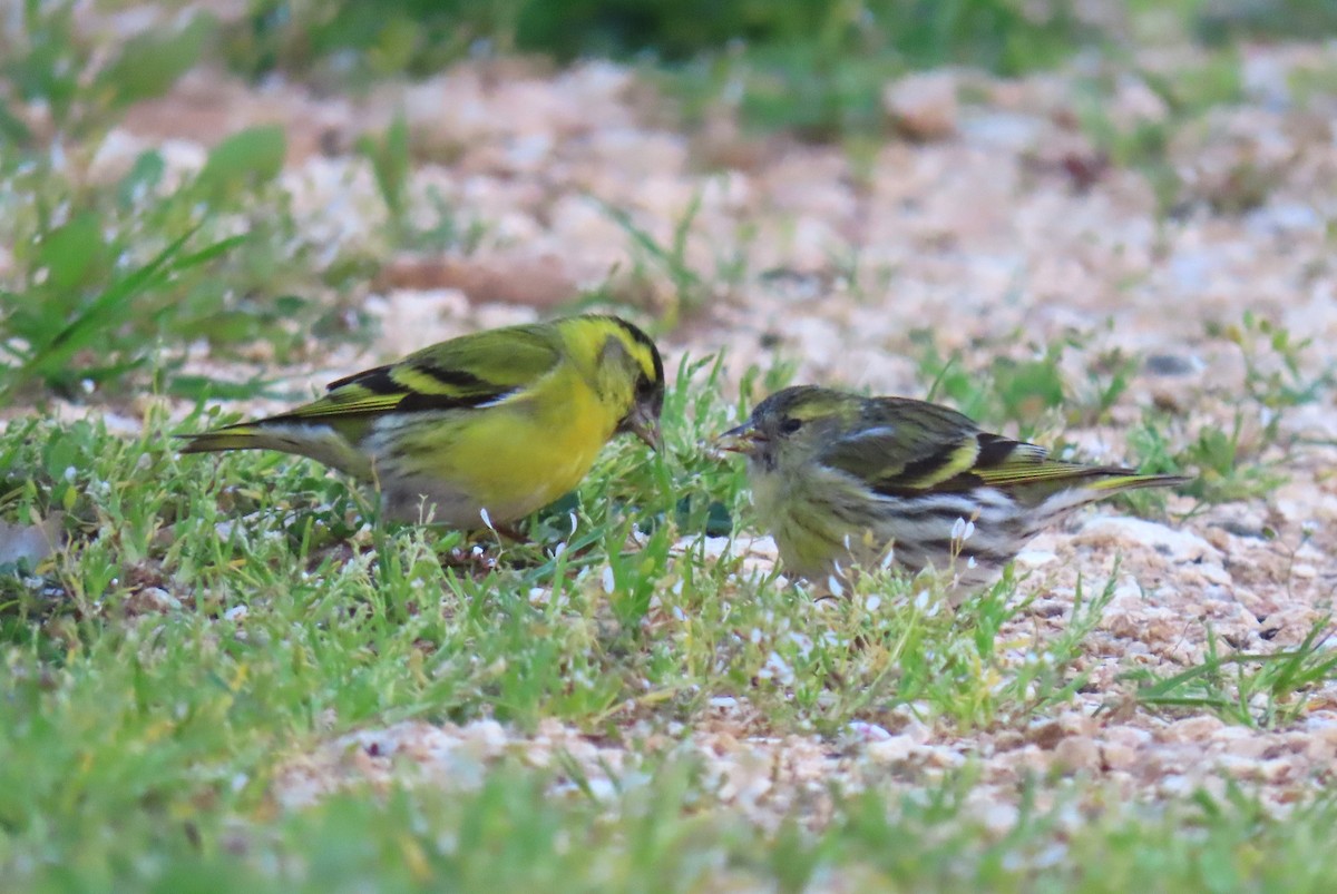 Eurasian Siskin - ML616274330