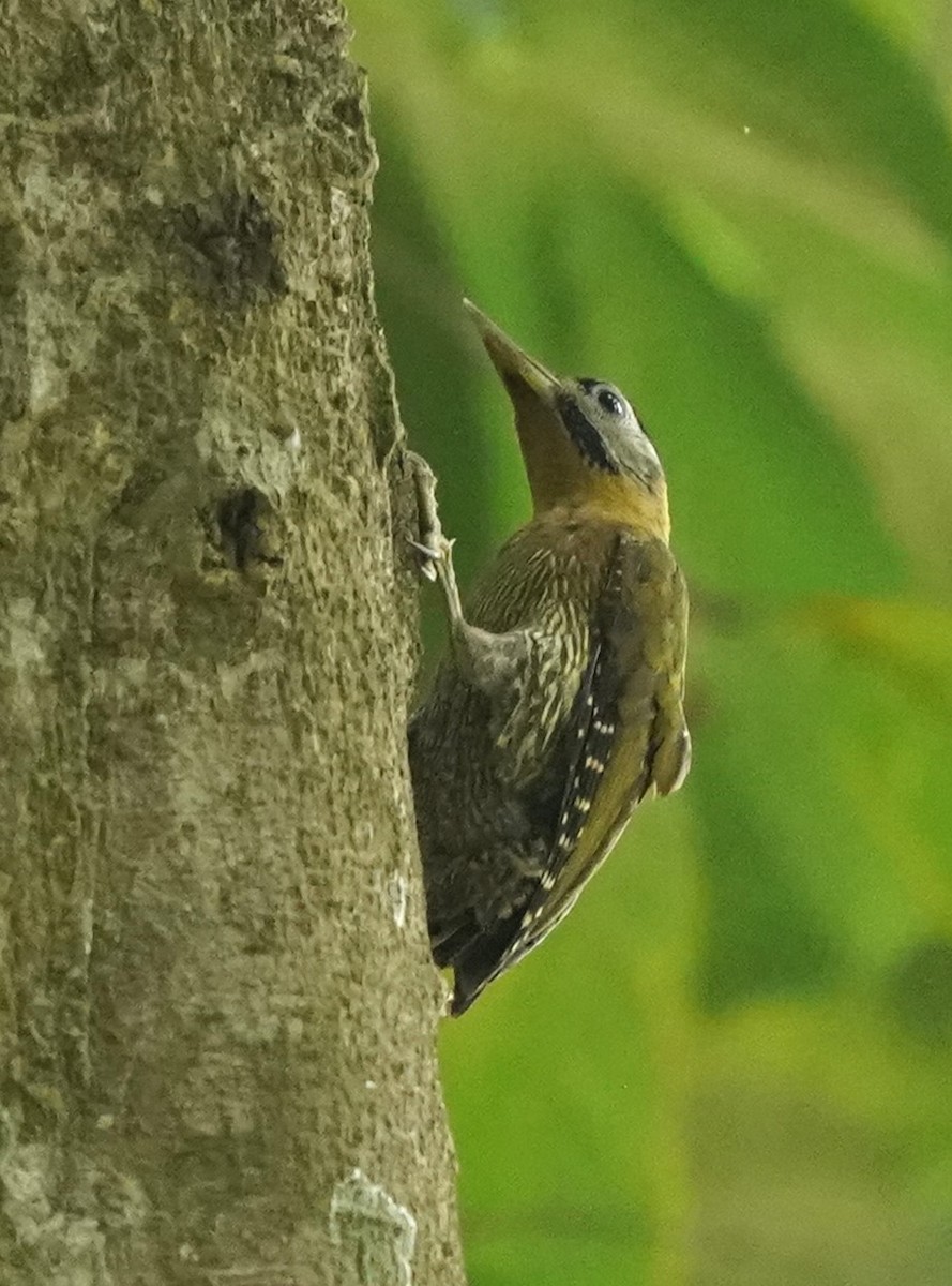 Laced Woodpecker - Keng Keok Neo