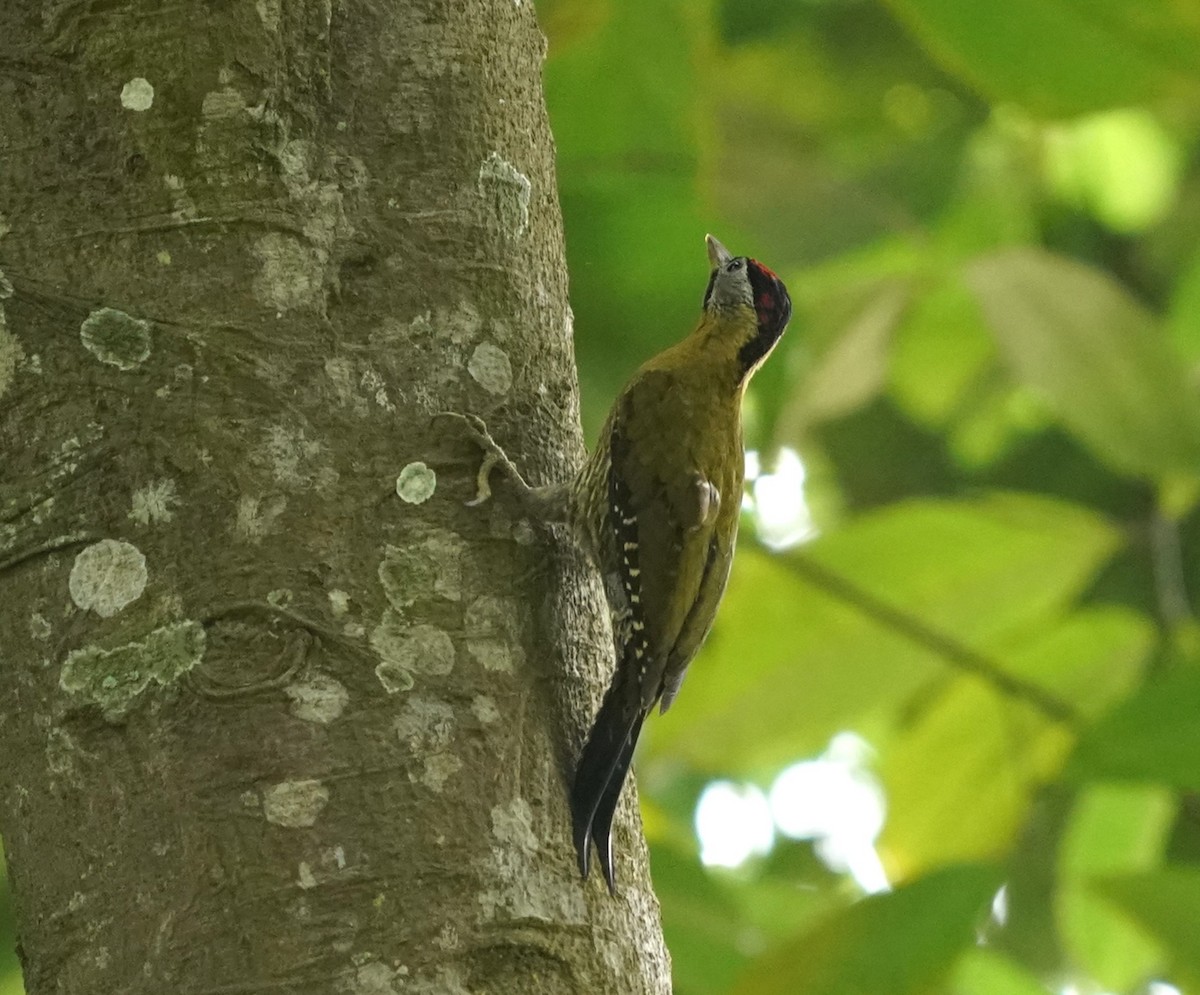 Laced Woodpecker - Keng Keok Neo