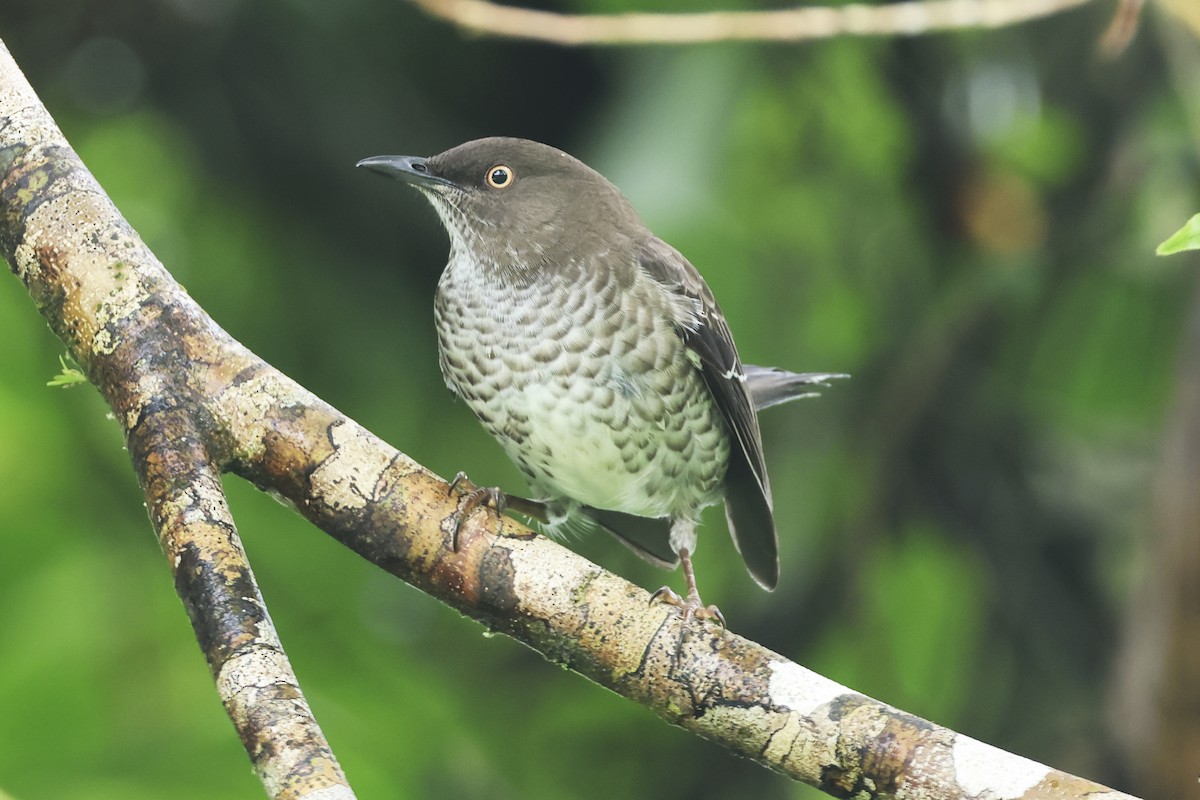 Scaly-breasted Thrasher - ML616274440