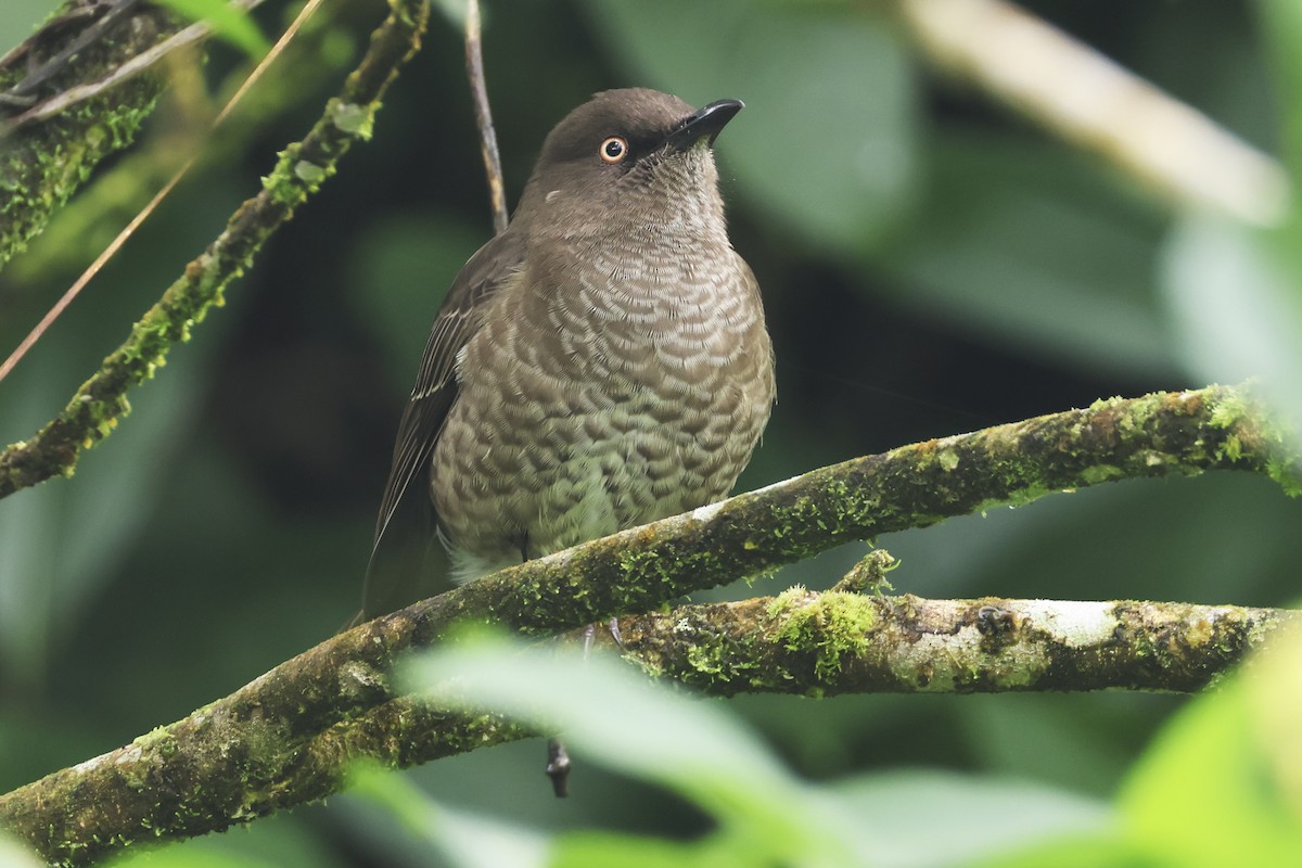 Scaly-breasted Thrasher - ML616274441