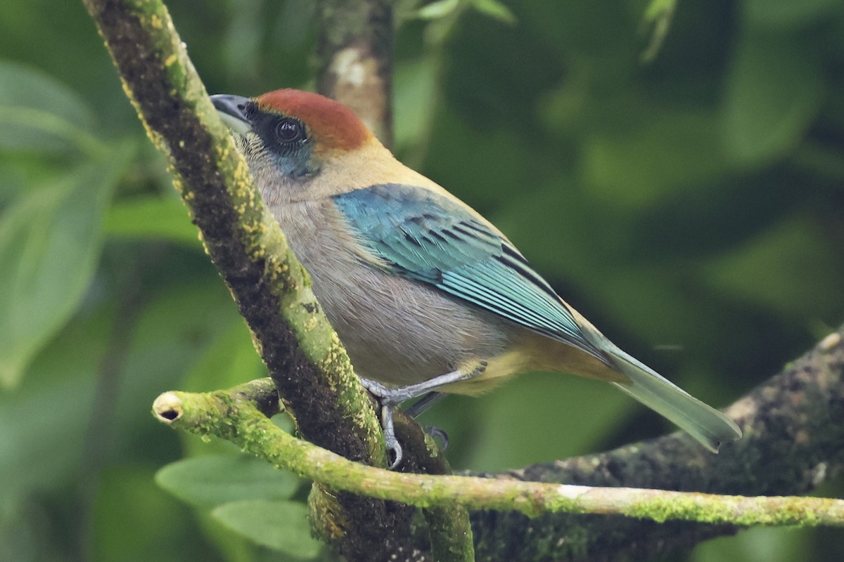 Lesser Antillean Tanager (St. Vincent) - Steven Whitebread