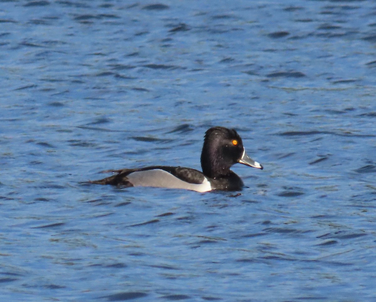 Ring-necked Duck - ML616274542