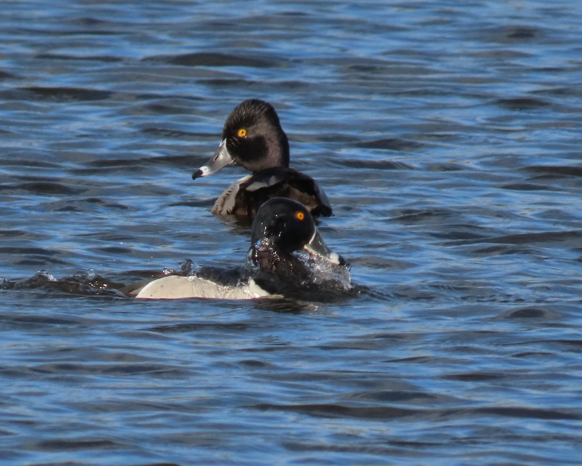 Ring-necked Duck - ML616274544