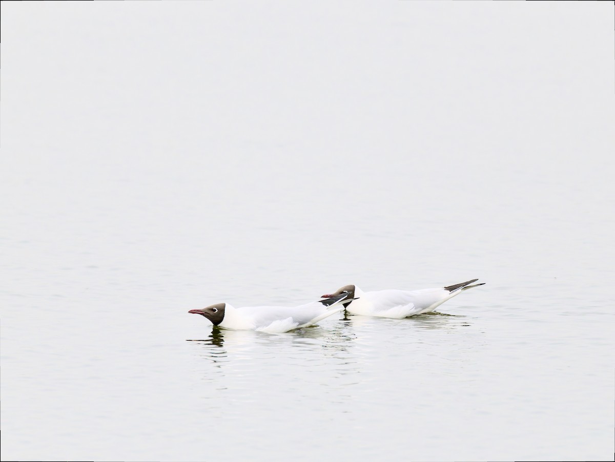 Mouette rieuse - ML616274661