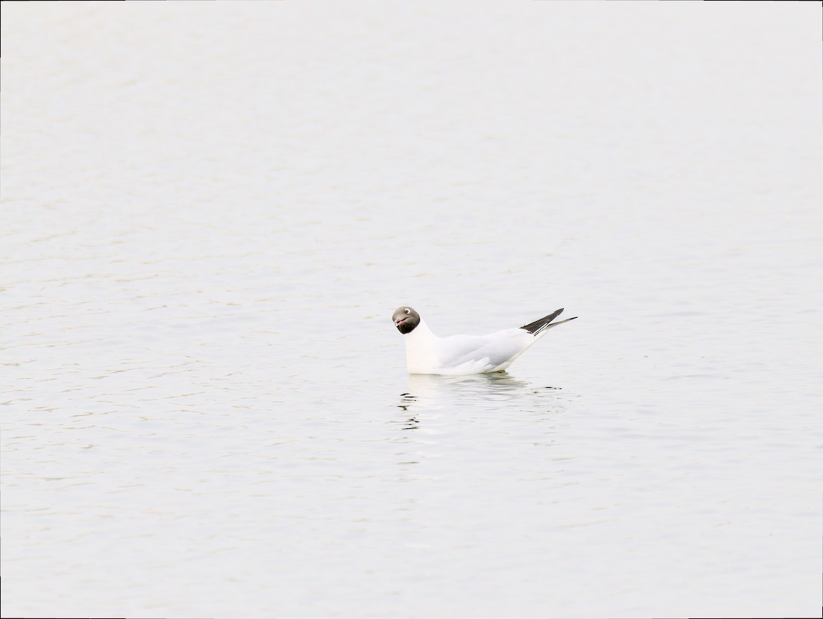 Black-headed Gull - ML616274664