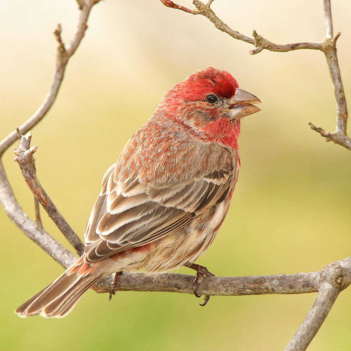 House Finch - ML616274666