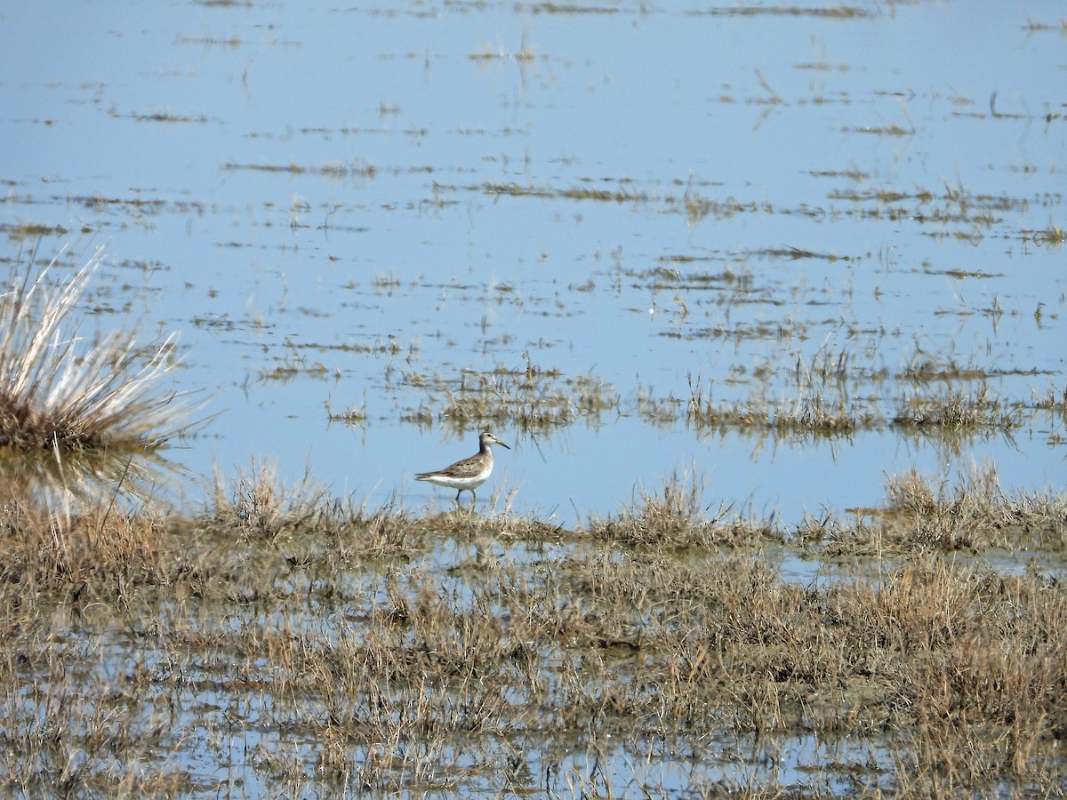 Pectoral Sandpiper - ML616274679