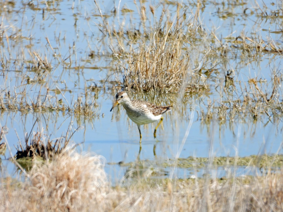 Bécasseau à poitrine cendrée - ML616274690