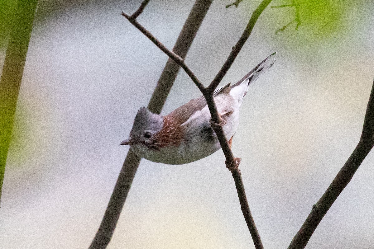 Indochinese Yuhina - Xiaoni Xu