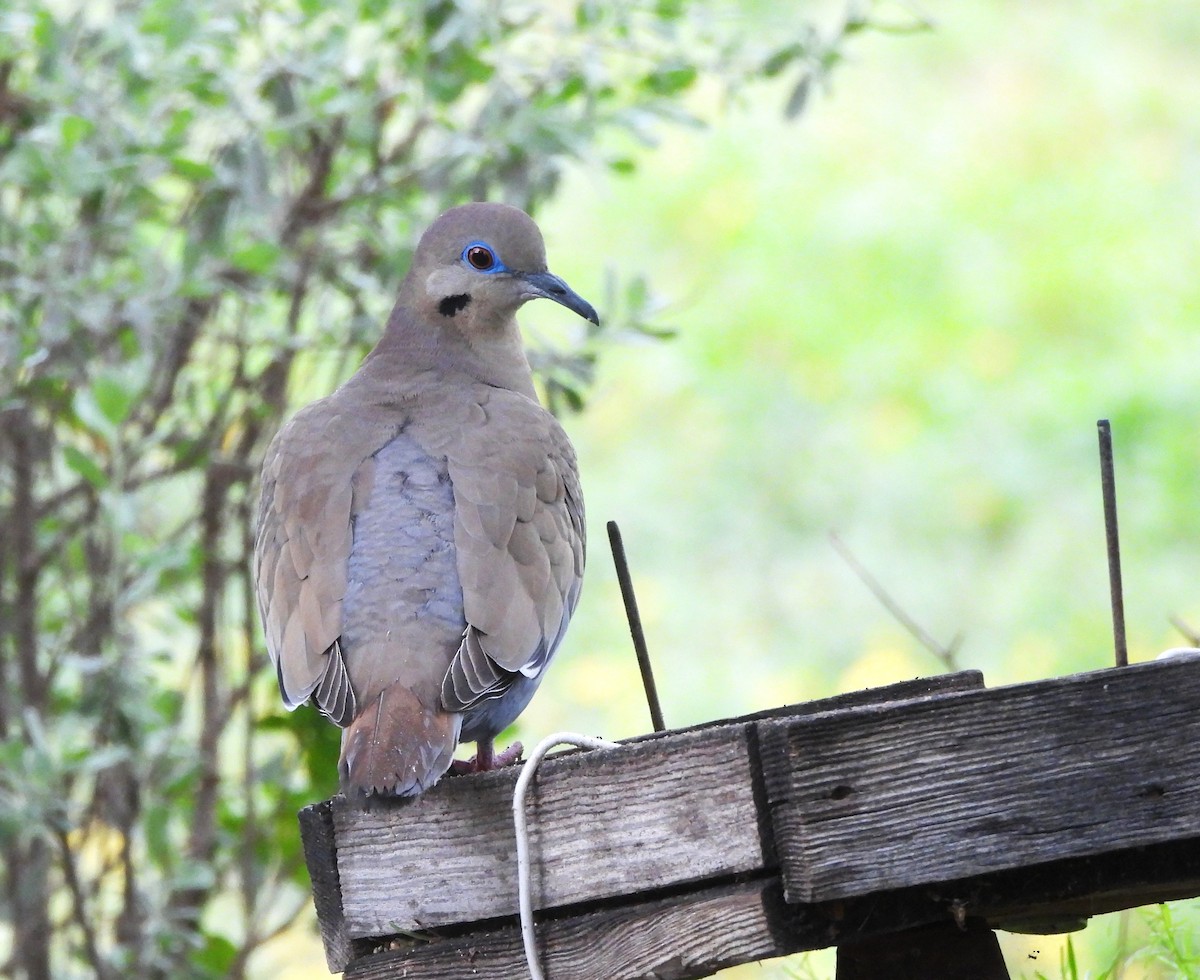 White-winged Dove - Jan Thom