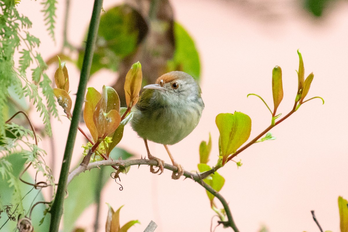 Rotstirn-Schneidervogel - ML616274824