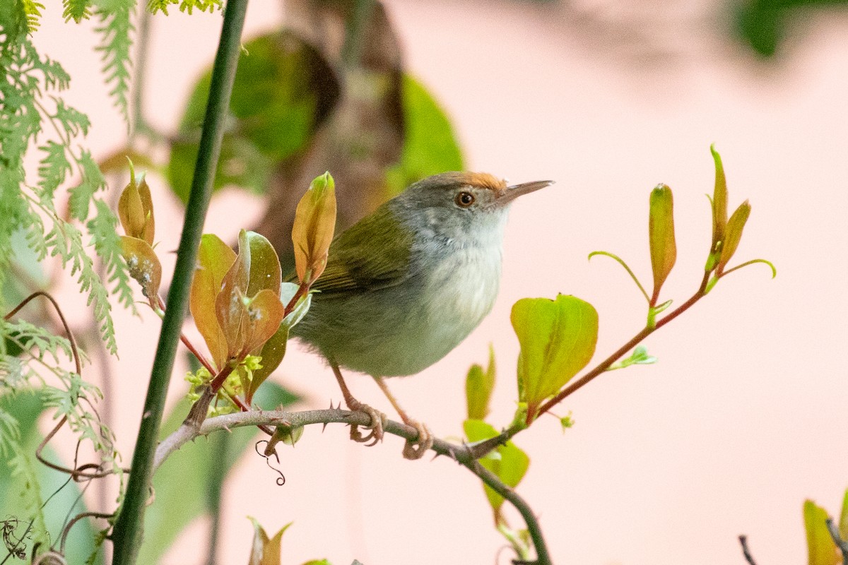 Rotstirn-Schneidervogel - ML616274825