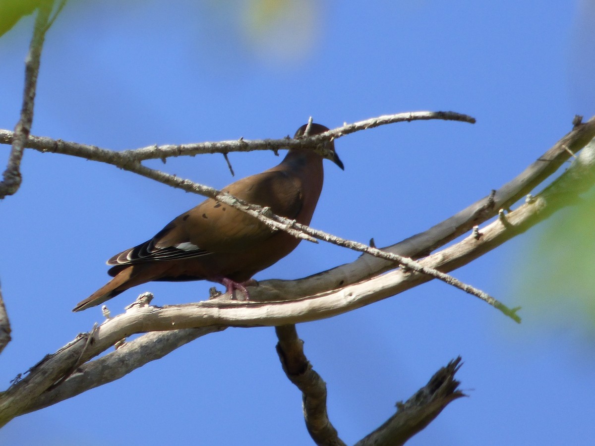 Zenaida Dove - ML616274886