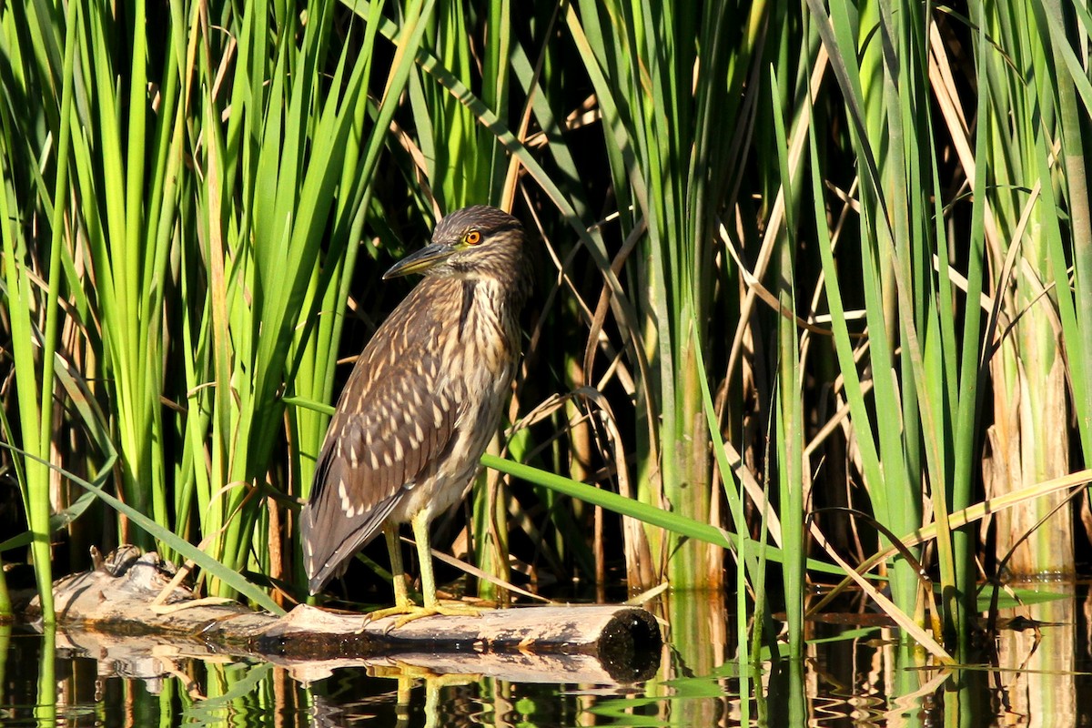 Black-crowned Night Heron - ML616274910