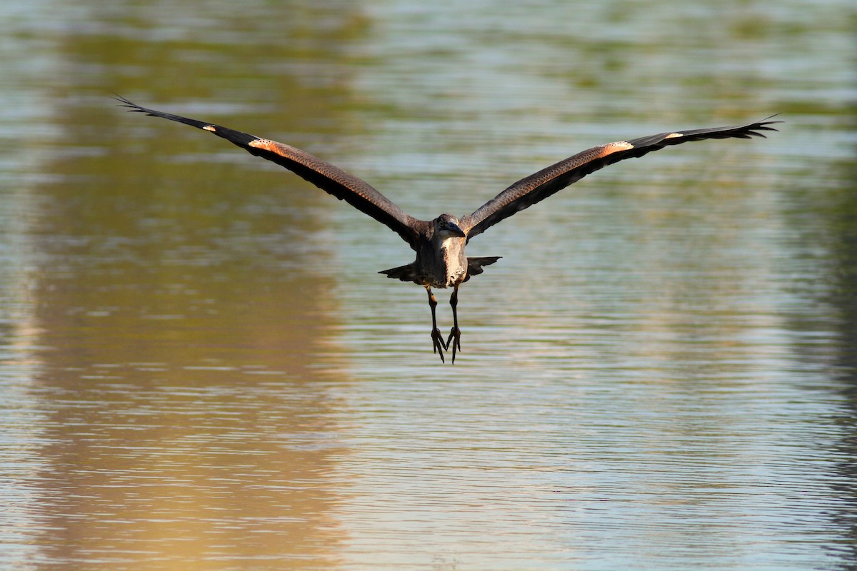 Great Blue Heron - ML616274925