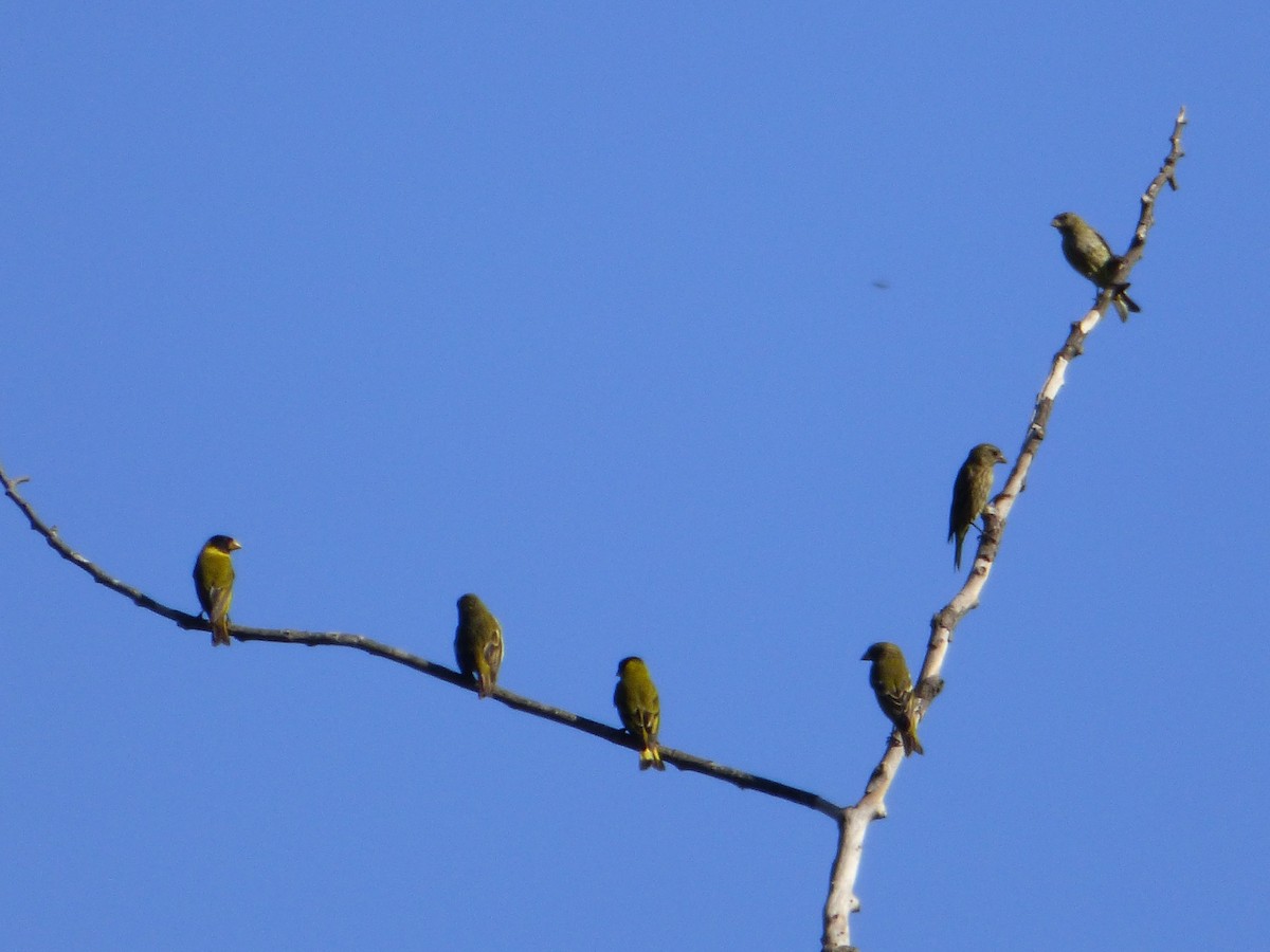 Antillean Siskin - ML616274943