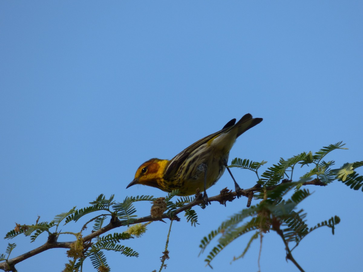 Cape May Warbler - ML616274959
