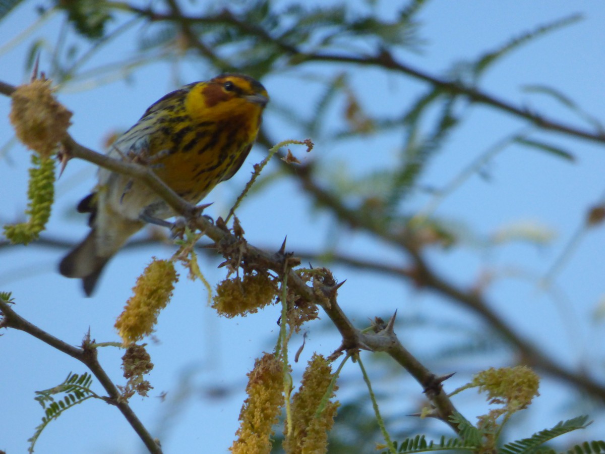 Cape May Warbler - ML616274960
