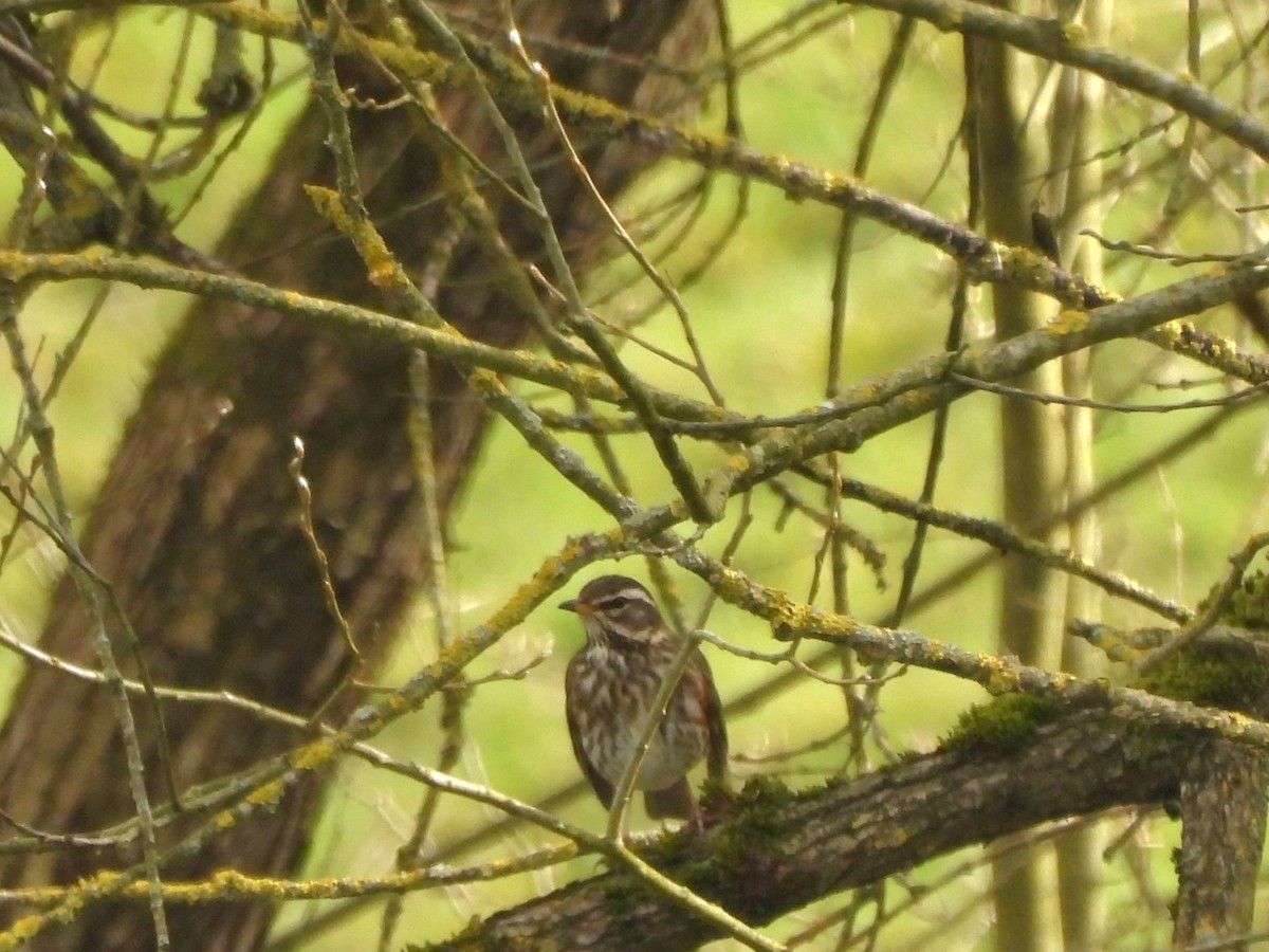 Redwing - ML616274968