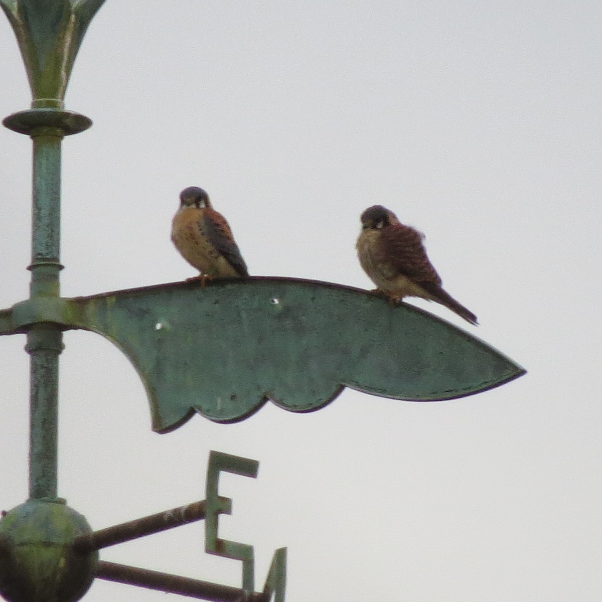 American Kestrel - ML616274975