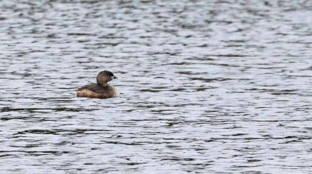 Pied-billed Grebe - ML616275040
