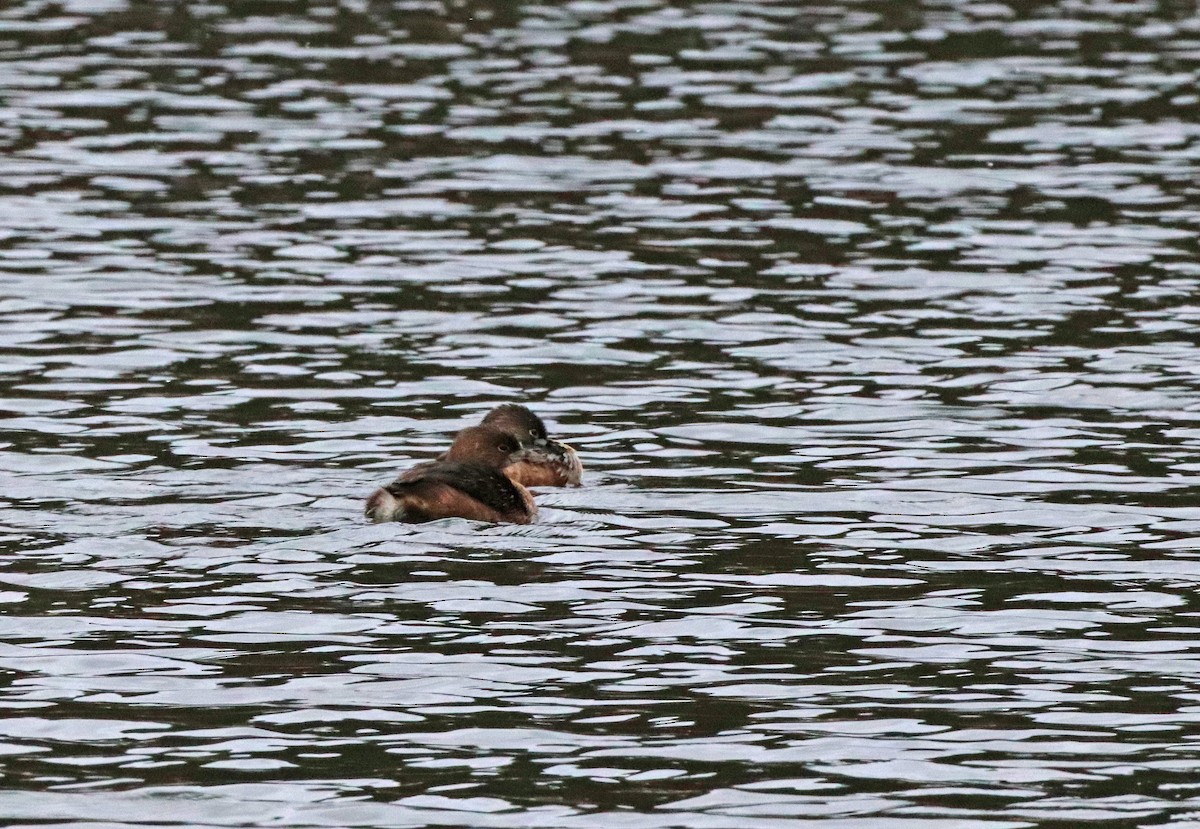 Pied-billed Grebe - ML616275041