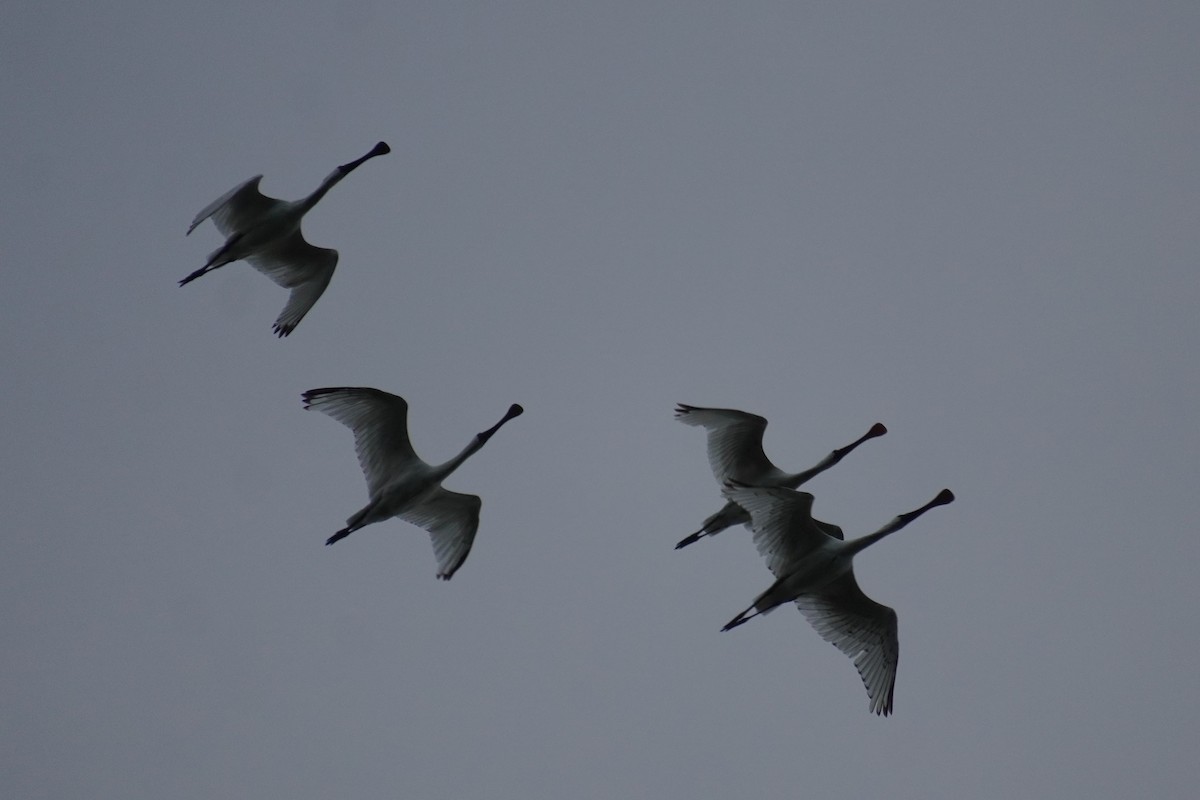 Black-faced Spoonbill - 吳 致謙