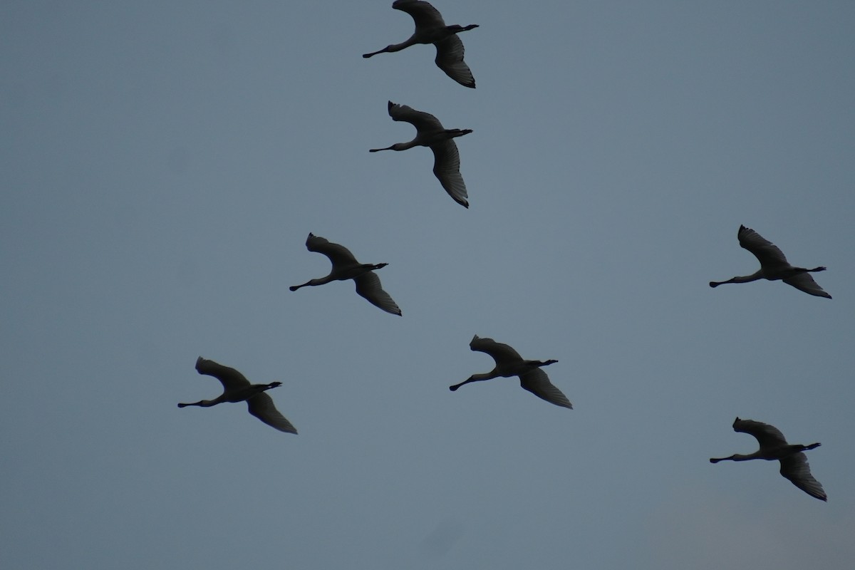 Black-faced Spoonbill - 吳 致謙