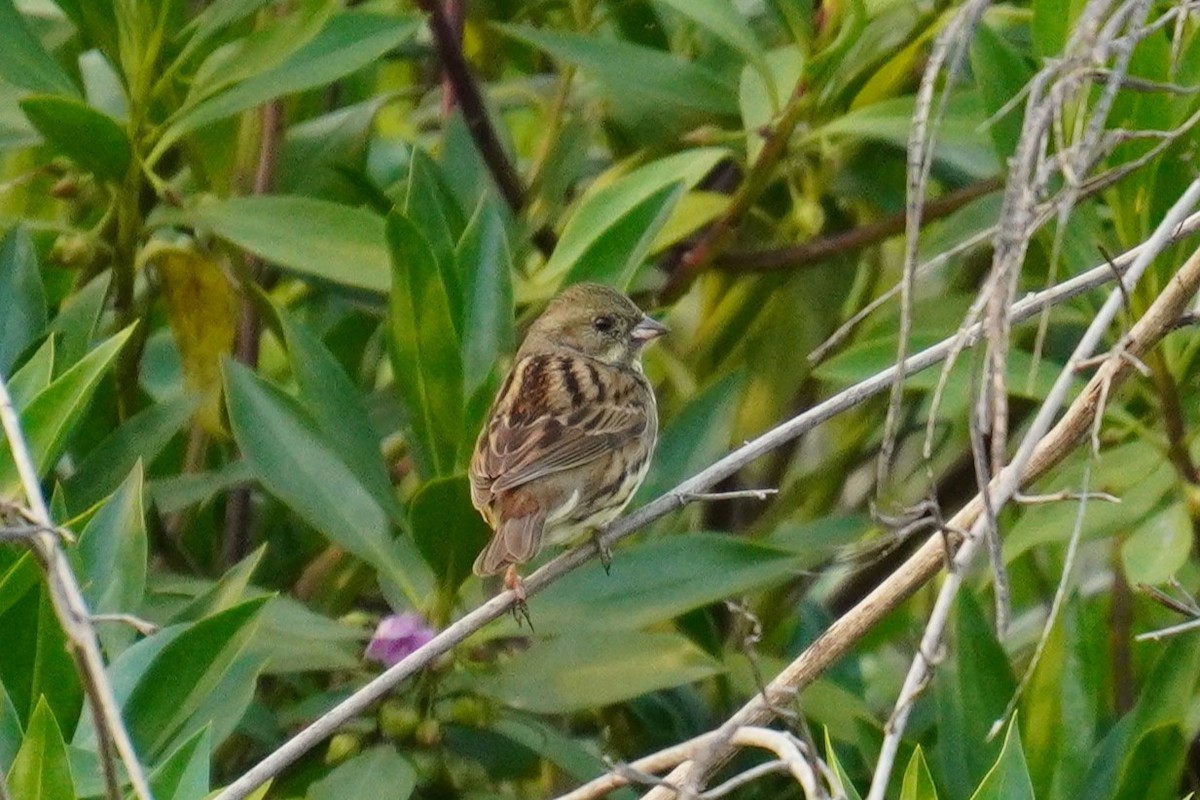 Black-faced Bunting - 吳 致謙