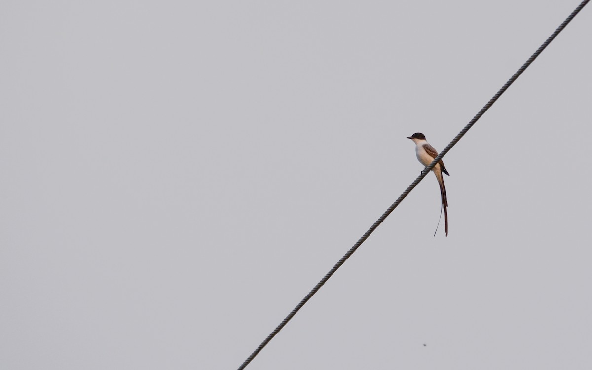 Fork-tailed Flycatcher - ML616275106